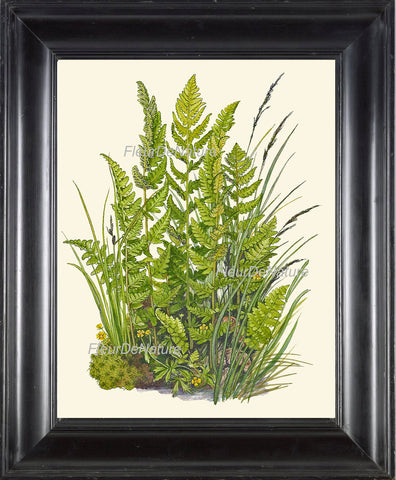 Antique Fern Lindman  Botanical Art Print 5 Antique Beautiful Green Ferns Summer Green Forest Nature Natural Science to Frame Wall Decor