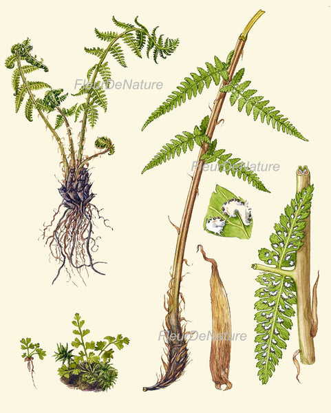 Antique Fern Art Print 8 Lindman  Botanical Antique Beautiful Green Ferns Forest Nature Natural Science to Frame Room Wall Hanging Decor