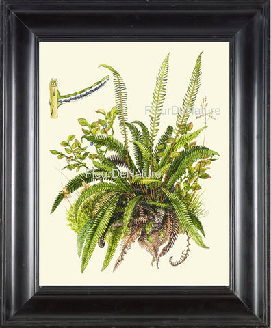 Antique Fern Art Print 19 Lindman  Botanical Antique Beautiful Green Ferns Forest Nature Kitchen Dinin Room Home Wall Decor to Frame