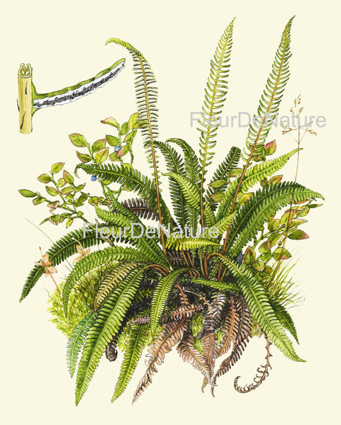 Antique Fern Art Print 19 Lindman  Botanical Antique Beautiful Green Ferns Forest Nature Kitchen Dinin Room Home Wall Decor to Frame