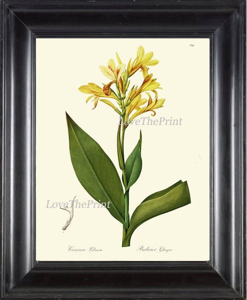 BOTANICAL PRINT Redoute Flower  Botanical Art Print 179 Yellow Canna Lily Tropical Plant Garden Nature Wall Home Room Decor to Frame