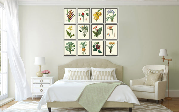 BOTANICAL PRINT Redoute Flower  Botanical Art Print 179 Yellow Canna Lily Tropical Plant Garden Nature Wall Home Room Decor to Frame