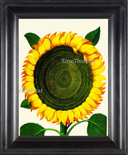 Italian Sunflower Art Print 51 Garden Aldrovandi   Botanical Antique Beautiful Large Flower Kitchen Didning Room Home Decoration