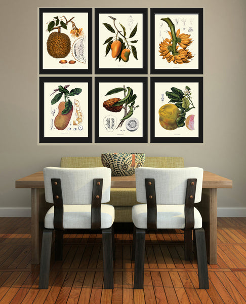 Mango Fruit Art Print 33 Botanical Beautiful  Tree Plant Tropical Island Summer Garden Home Illustration Room Wall Decor to Frame BHN
