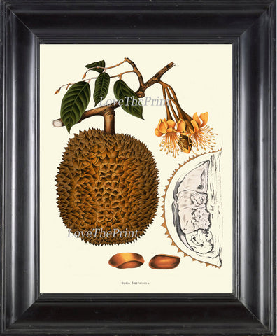 Durian Tropical Fruit Art Print 37 Botanical Beautiful Large  Edible Tree Plant Island Coooking Kitchen Dining Room Home Wall Decor BHN