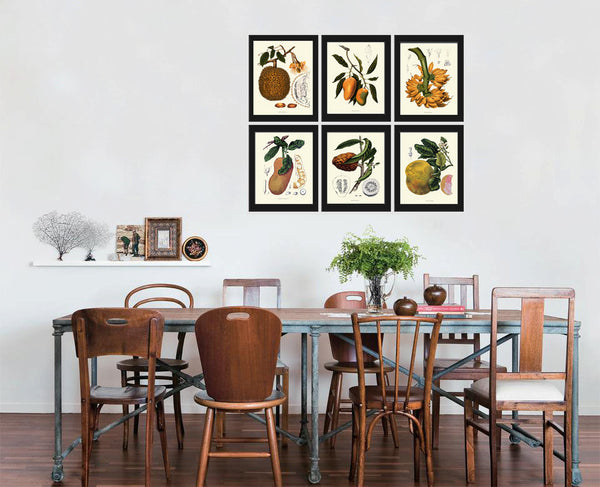 Banana Print 38 Botanical Art Tropical Beautiful Large  Yellow Tree Plant Chart Island Coooking Kitchen Dining Room Home Wall Decor BHN