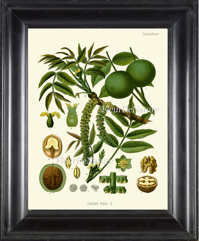 Walnut Botanical Print Kohler Herb 8x10 Art 2 Beautiful Antique Vintage Art Tree Plant Cooking Painting Plate Green Flower Seeds Wall Decor