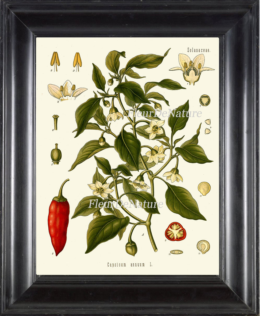 Sweet and Chili Peppers Botanical Art Print 16 Kohler 8x10 Beautiful Antique Herb Spice Red White Flowers Plant Green Garden  Plant Chart