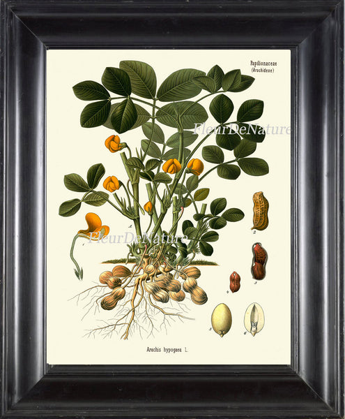 Peanut Botanical Art Print Kohler Herb 8x10 Art 20 Beautiful Antique Peanuts Nut Plant Chart Cooking Book Plate Illustration Room Wall Decor