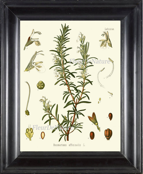 Rosemary Botanical Art Print Kohler Herb 8x10 Art 15 Beautiful Antique Vintage Plant Seeds Chart Cooking Book Plate Home Kitchen Wall Decor