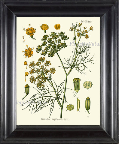 Fennel Botanical Art Print Kohler Herb 8x10 Art 11 Beautiful Antique Vintage Plant Seeds Chart Cooking Book Plate Home Kitchen Wall Decor