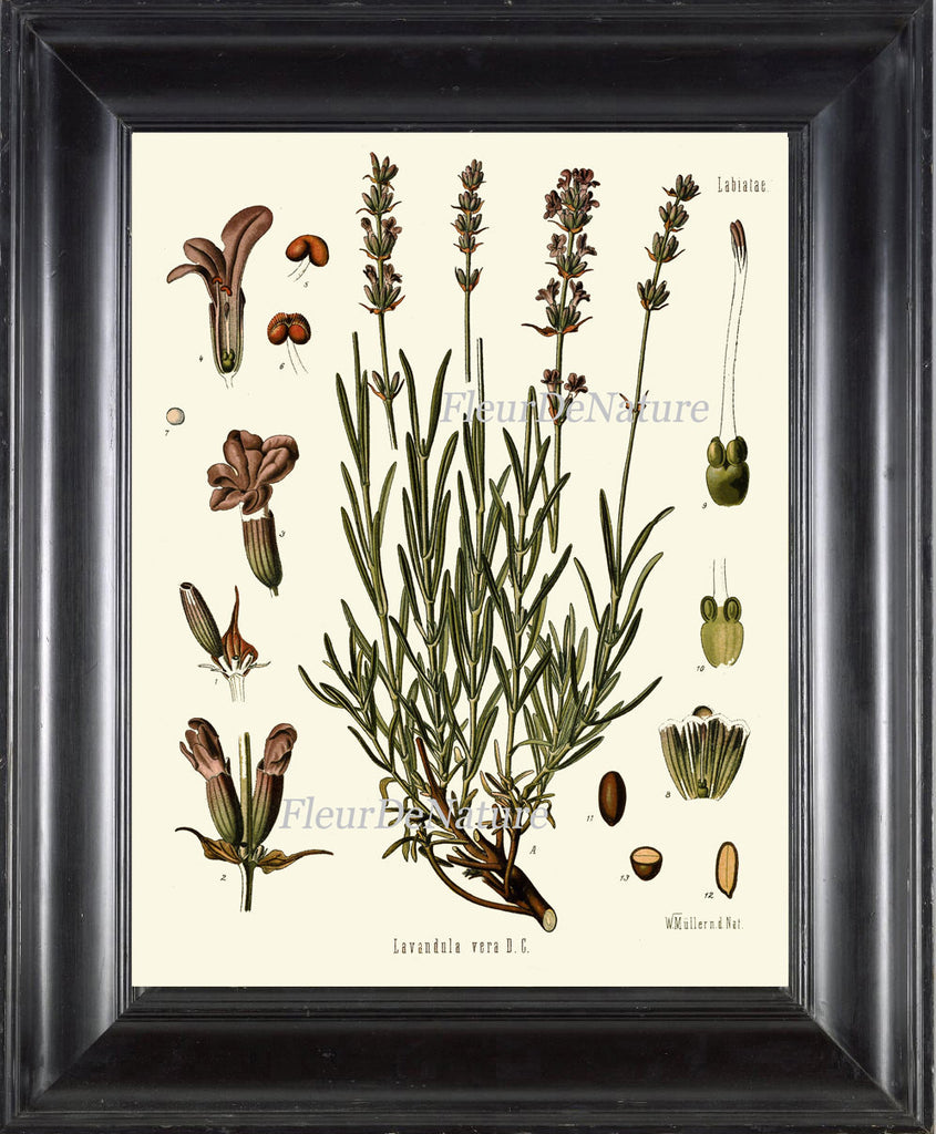 lavender plant art Lavender Botanical Art Print Kohler Herb Spice 8x10 Art 6 Beautiful An – Love the Print