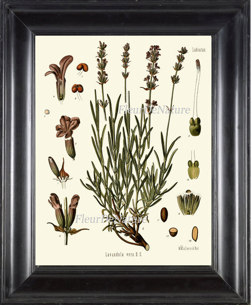 Lavender Botanical Art Print Kohler Herb Spice 8x10 Art 6 Beautiful Antique Flower Plant Chart French Country Provencal Home Wall Decor