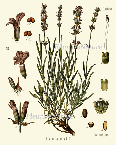 Lavender Botanical Art Print Kohler Herb Spice 8x10 Art 6 Beautiful Antique Flower Plant Chart French Country Provencal Home Wall Decor