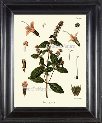 Peppermint Botanical Art Print Kohler Herb Spice 8x10 Art 4 Beautiful Antique Graden Plant Chart Country Green Garden Wall Kitchen Decor