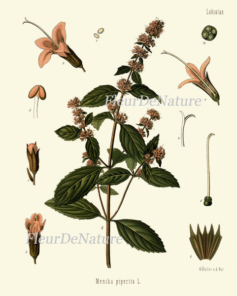 Peppermint Botanical Art Print Kohler Herb Spice 8x10 Art 4 Beautiful Antique Graden Plant Chart Country Green Garden Wall Kitchen Decor