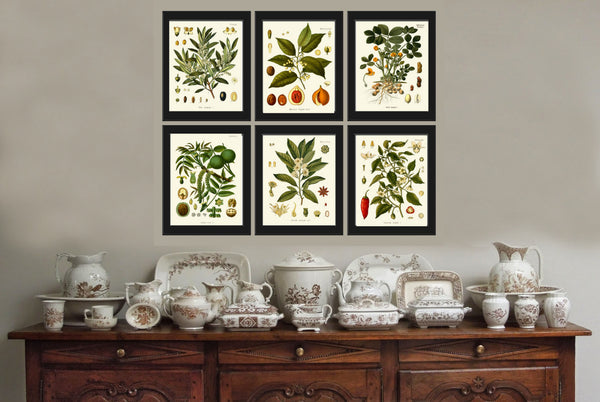 Peppermint Botanical Art Print Kohler Herb Spice 8x10 Art 4 Beautiful Antique Graden Plant Chart Country Green Garden Wall Kitchen Decor