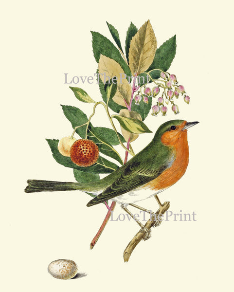 Antique Bird Print Art 3 Beautiful Songbird Green Tree Branch Leaf Fruit Berries Forest Nature Birdwatching Gift Wall Home Room Decor CJ