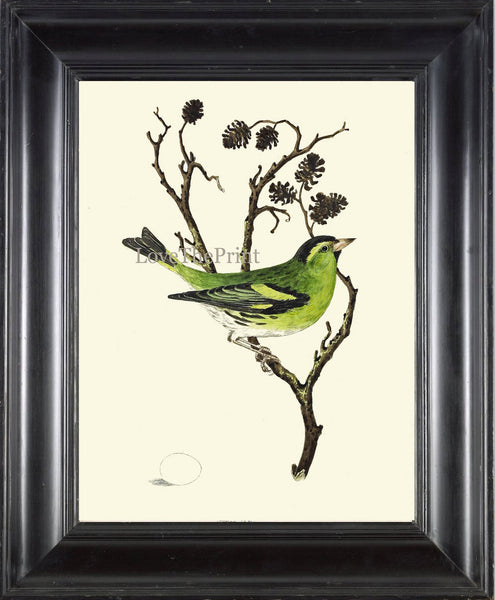 Beautiful Bird Egg Print Art 8 Beautiful Songbird Green Tree Branch Natral Science Bookplate Green Nature Wall Home Room Decor to Frame CJ