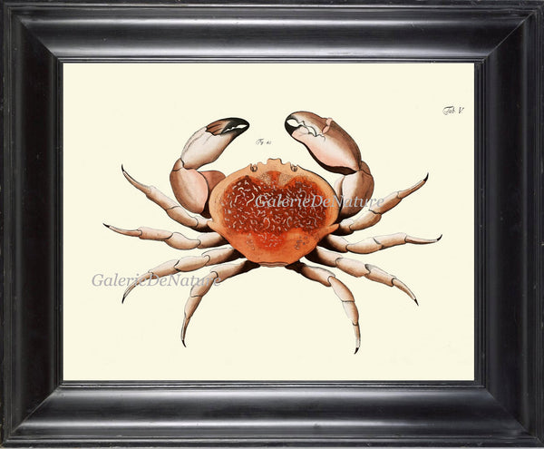 Crab Art Print 15 Beautiful Antique Sea Ocean Nature Beach Home Seaside Nautical Marine Home Room Decor Natural Science Wall Hanging