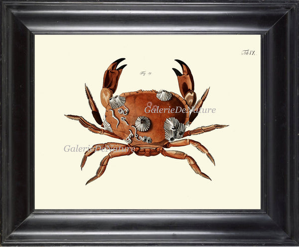 Crab Print 19 Beautiful Antique Sea Ocean Nature Beach Home Seaside Nautical Marine Vintage Home Room Decor Illustration Beach Decoration
