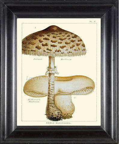 Mushroom Art Print 2 Antique Beautiful Beige Large Fungi Mushrooms Forest Nature Chart Food Cooking Chef Kitchen Dining Home Room Wall Decor