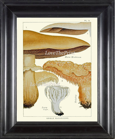 Mushroom Art Print 5 Antique Beautiful Beige Large Fungi Mushrooms Forest Nature Chart Food Cooking Chef Kitchen Dining Home Room Wall Decor