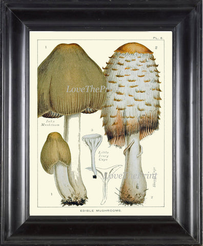 Mushroom Art Print 6 Antique Beautiful Beige Large Fungi Mushrooms Forest Nature Chart Food Cooking Chef Kitchen Dining Home Room Wall Decor