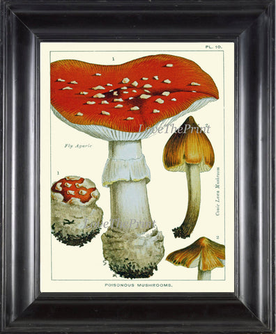 Mushroom Art Print 10 Antique Beautiful Red Poisoneus Fungi Mushrooms Fly Agaric Amanita Kitchen Dining Colorful Summer Home Room Wall Decor