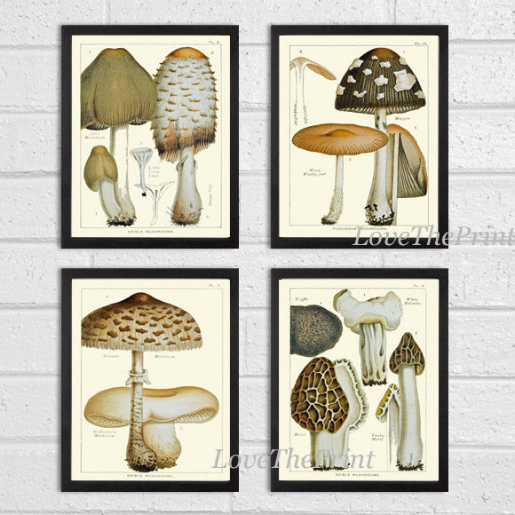 Mushroom Art Print 14 Antique Beautiful Green Forest Fungi Mushrooms Polka Dot Kitchen Dining Illustration Home Room Wall Decor to Frame