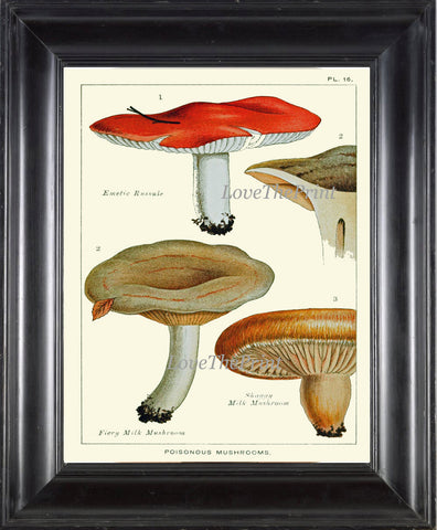 Mushroom Art Print 16 Antique Beautiful Red Beige Fungi Mushrooms Kitchen Dining Living Office Illustration Home Room Wall Decor to Frame