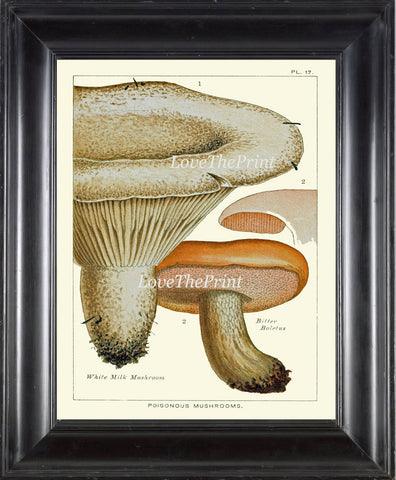 Mushroom Art Print 17 Antique Beautiful Red Beige Fungi Mushrooms Kitchen Dining Living Office Illustration Home Room Wall Decor to Frame