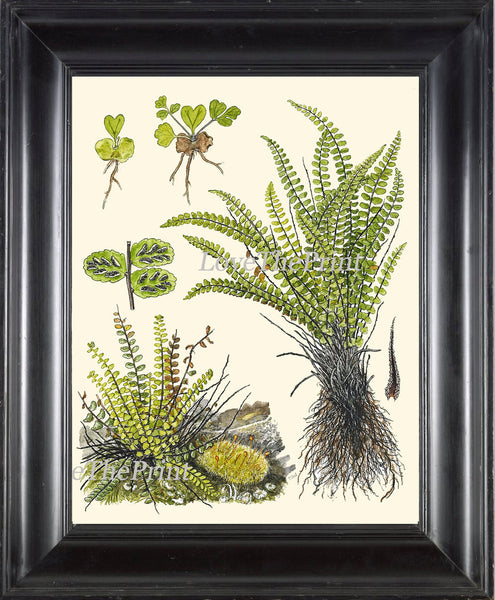 ANTIQUE FERN Lindman  Botanical Art Print 2 Antique Beautiful Green Ferns Forest Nature Natural Science to Frame Wall Decor