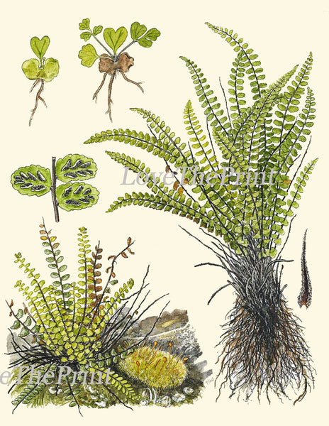 ANTIQUE FERN Lindman  Botanical Art Print 2 Antique Beautiful Green Ferns Forest Nature Natural Science to Frame Wall Decor