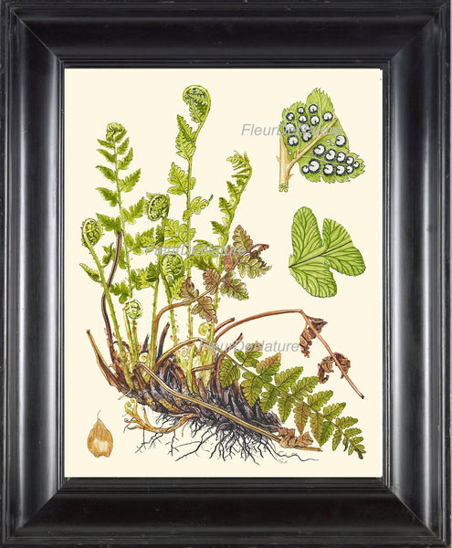 Antique Fern Lindman  Botanical Art Print 4 Antique Beautiful Green Ferns Forest Nature Chart Bedroom Dining Room to Frame Wall Decor