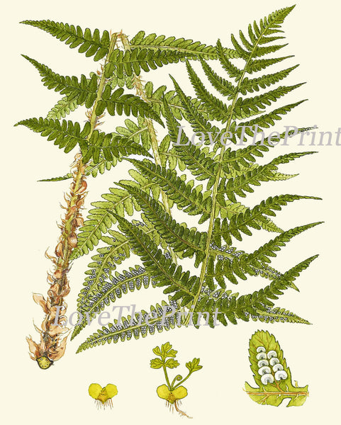 Antique Fern Art Print 7 Lindman  Botanical Antique Beautiful Green Ferns Forest Nature Natural Science Poster Chart to Frame Wall Decor