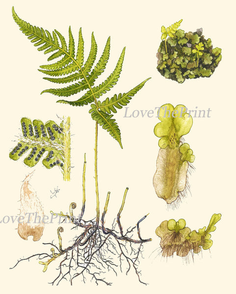 Antique Fern Art Print 9 Lindman  Botanical Antique Beautiful Green Ferns Forest Nature Book Plate Picture Chart to Frame Wall Decor