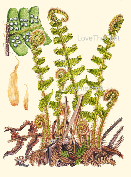 Antique Fern Art Print 16 Lindman  Botanical Antique Beautiful Green Ferns Forest Nature Book Plate Picture Chart to Frame Wall Decor