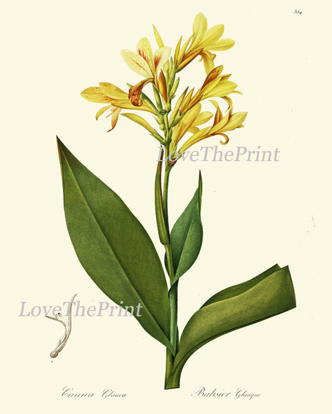 BOTANICAL PRINT Redoute Flower  Botanical Art Print 179 Yellow Canna Lily Tropical Plant Garden Nature Wall Home Room Decor to Frame