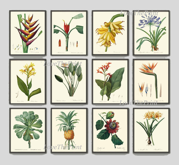 BOTANICAL PRINT Redoute Flower  Botanical Art Print 179 Yellow Canna Lily Tropical Plant Garden Nature Wall Home Room Decor to Frame