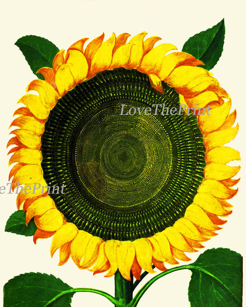 Italian Sunflower Art Print 51 Garden Aldrovandi   Botanical Antique Beautiful Large Flower Kitchen Didning Room Home Decoration