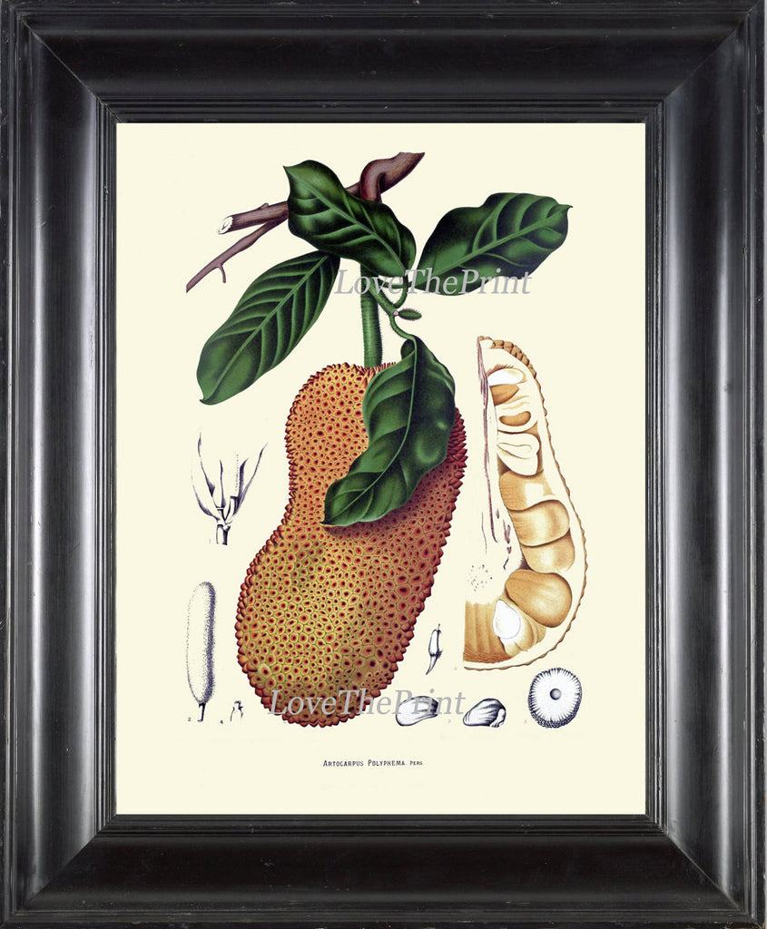 Tropical Fruit Art Print 27  Botanical Beautiful  Cempedak Large Breadfruit Summer Garden Home Illustration Picture Room Wall Decor BHN