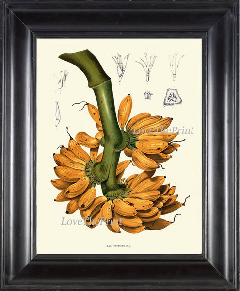 Banana Print 38 Botanical Art Tropical Beautiful Large  Yellow Tree Plant Chart Island Coooking Kitchen Dining Room Home Wall Decor BHN