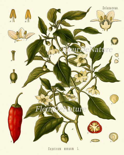 Sweet and Chili Peppers Botanical Art Print 16 Kohler 8x10 Beautiful Antique Herb Spice Red White Flowers Plant Green Garden  Plant Chart