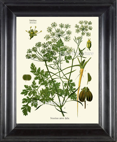 Parsley Botanical Art Print Kohler Herb 8x10 Art 19 Beautiful Antique Vintage Plant Seeds Chart Cooking Book Plate Home Kitchen Wall Decor