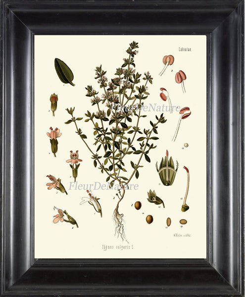 Garden Thyme Botanical Art Print Kohler Herb Spice 8x10 Art 7 Beautiful Antique Plant Seeds Chart Cooking Dining Room Home Kitchen Decor