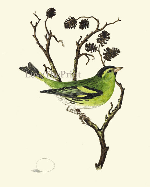 Beautiful Bird Egg Print Art 8 Beautiful Songbird Green Tree Branch Natral Science Bookplate Green Nature Wall Home Room Decor to Frame CJ