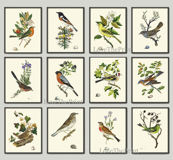 Beautiful Bird Egg Print Art 8 Beautiful Songbird Green Tree Branch Natral Science Bookplate Green Nature Wall Home Room Decor to Frame CJ