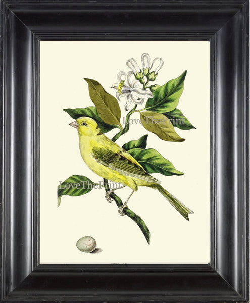 Bird Print Wall Art 11 Beautiful Lemon Citrus Tree Plant Flowers Egg Botanical Green Nature Vintage Illustration Picture Home Room Decor CJ