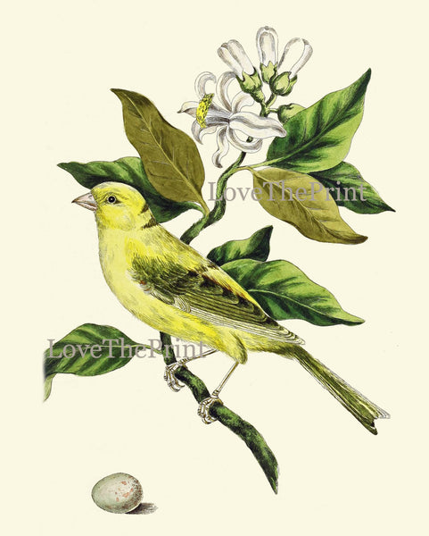 Bird Print Wall Art 11 Beautiful Lemon Citrus Tree Plant Flowers Egg Botanical Green Nature Vintage Illustration Picture Home Room Decor CJ